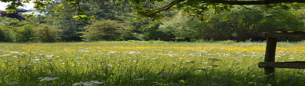 Wildflower Meadow from under a tree